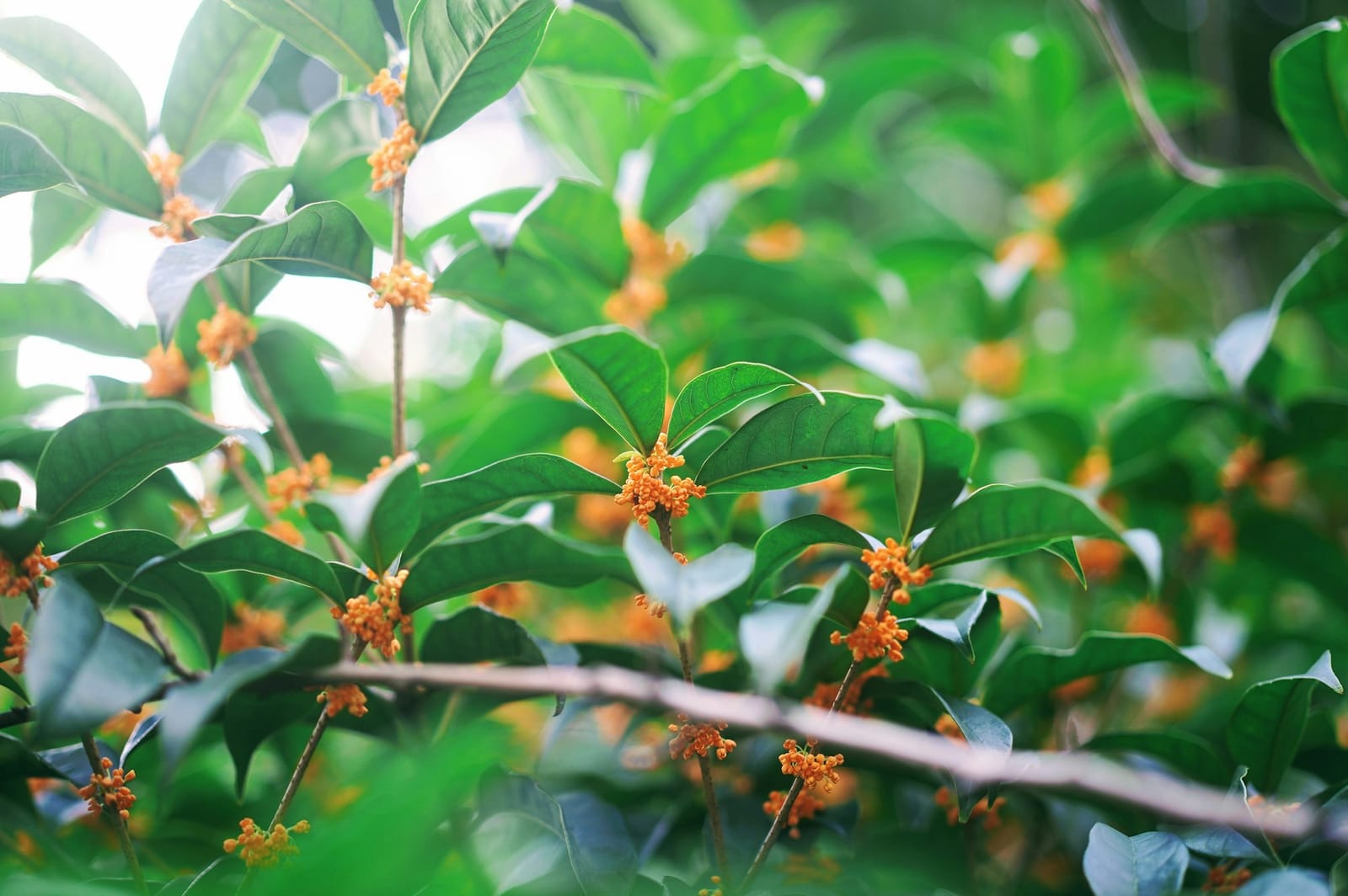 逆光の中、緑の葉のあいだに咲く金木犀の花